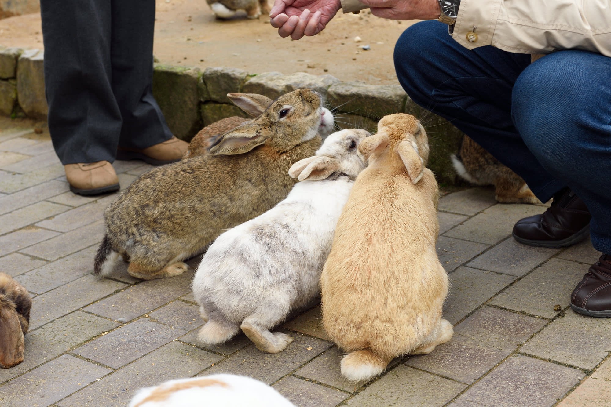 🐇 달토끼 마을 (츠키우사기노사토) 이미지 7